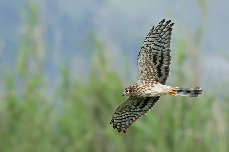 Montagu's Harrier (Circus pygargus)