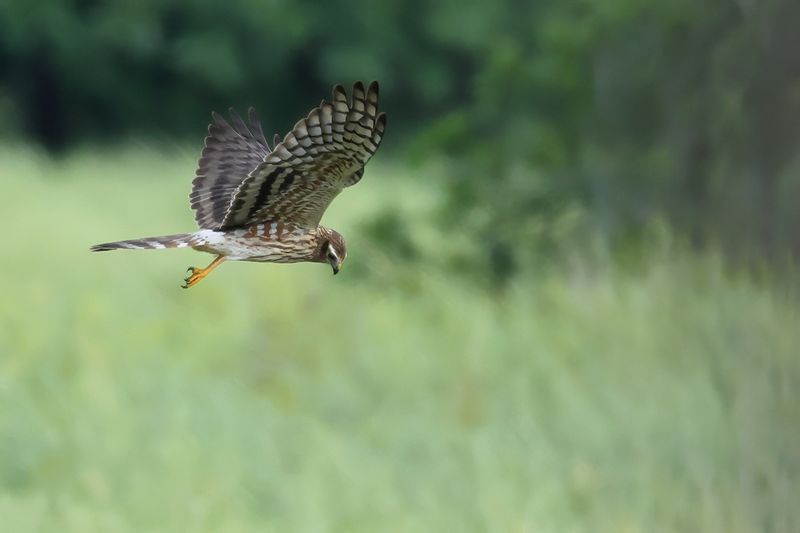 Montagu's Harrier (Circus pygargus)