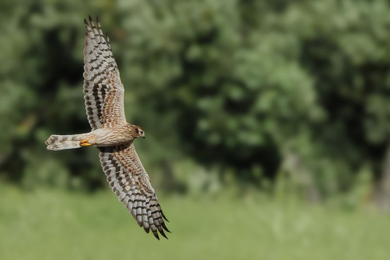 Montagu's Harrier (Circus pygargus)