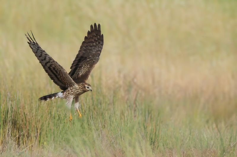 Montagu's Harrier (Circus pygargus)