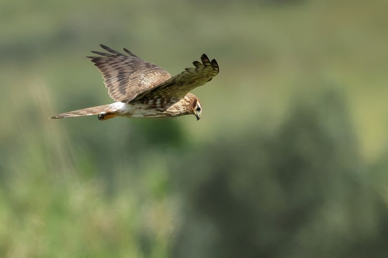Montagu's Harrier (Circus pygargus)