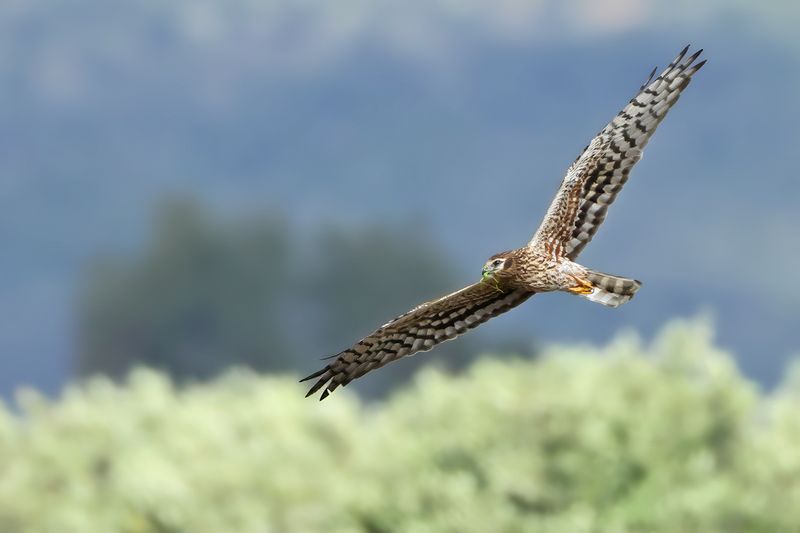 Montagu's Harrier (Circus pygargus)