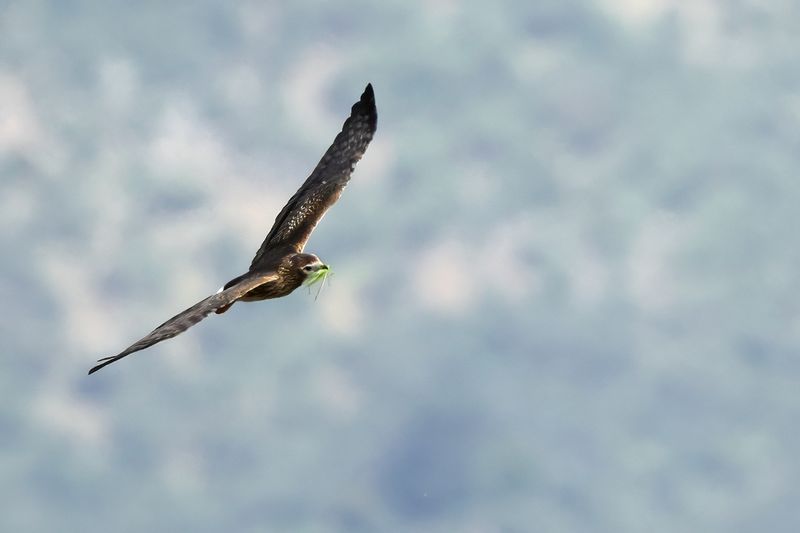 Montagu's Harrier (Circus pygargus)