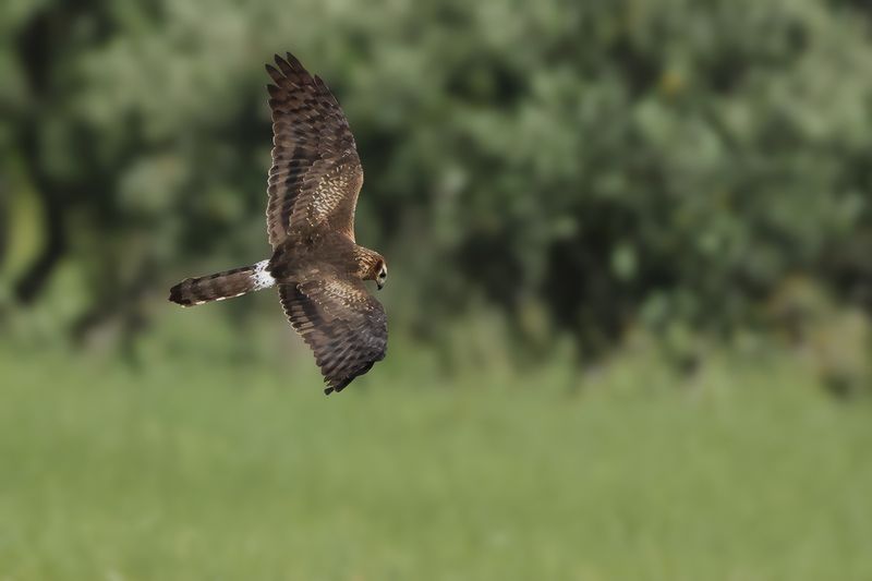 Montagu's Harrier (Circus pygargus)