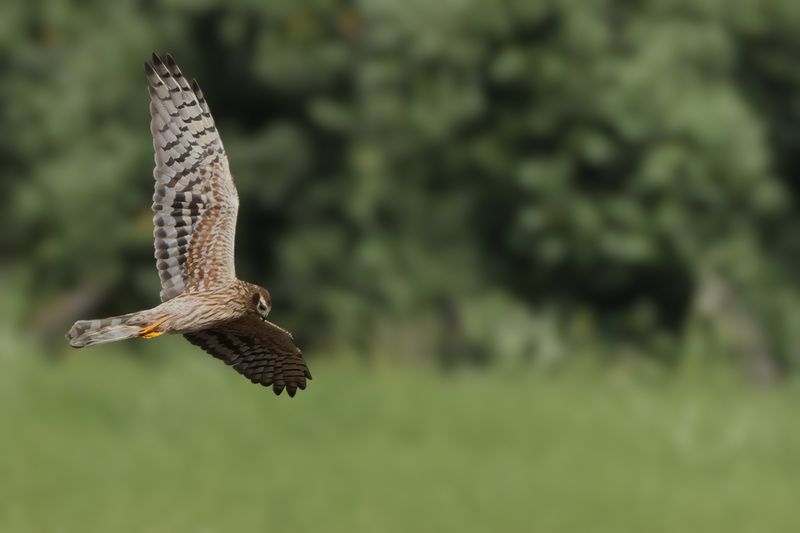Montagu's Harrier (Circus pygargus)