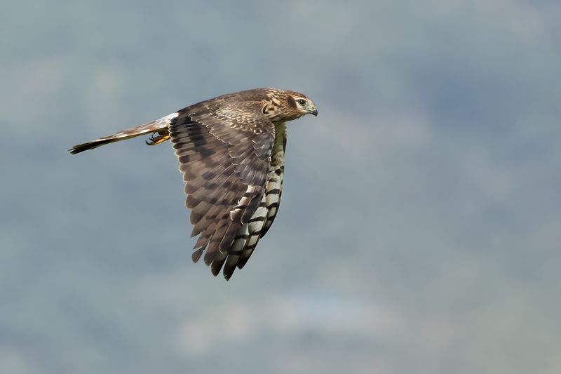 Montagu's Harrier (Circus pygargus)