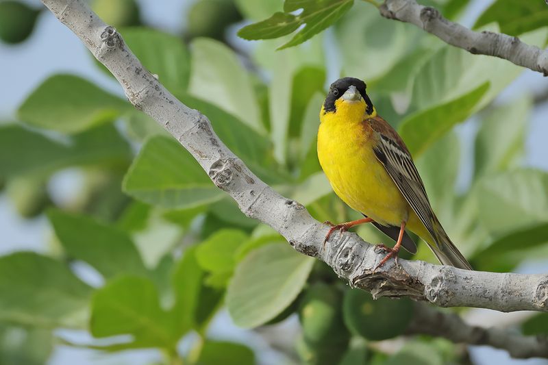 Black-headed Bunting (Emberiza melanocephala)