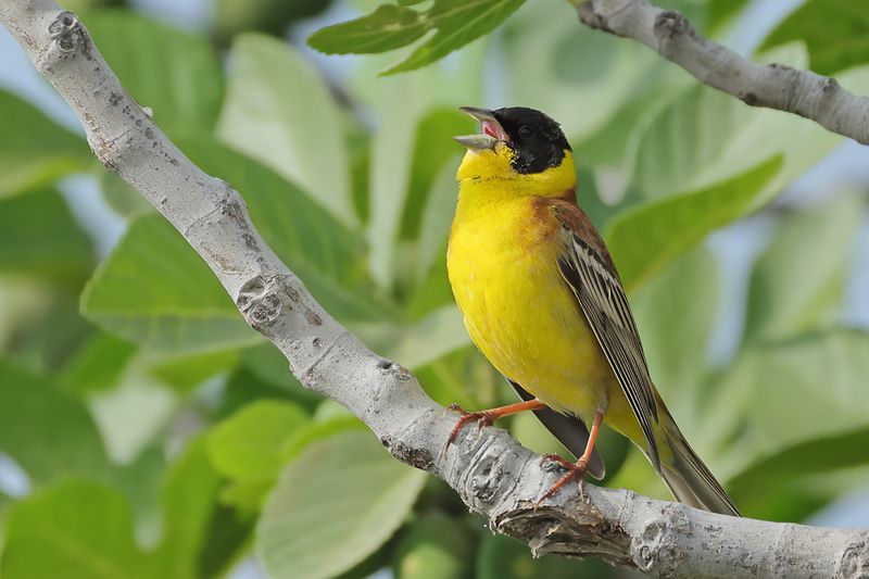 Black-headed Bunting (Emberiza melanocephala)