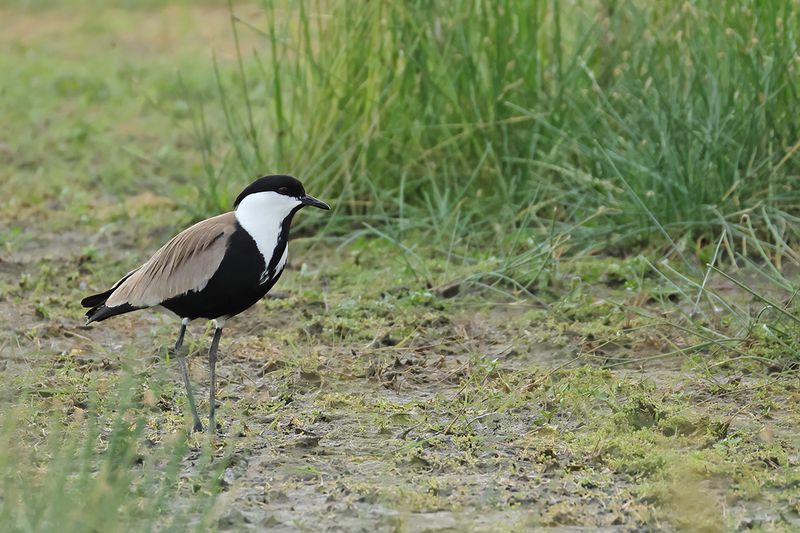 Spur-winged Plover (Vanellus spinosus)