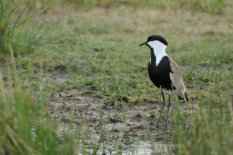 Spur-winged Plover (Vanellus spinosus)