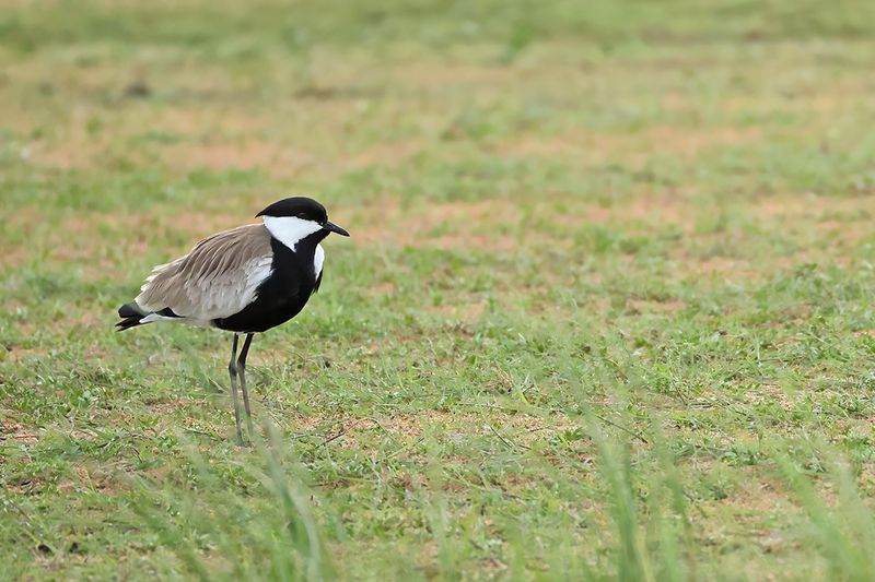 Spur-winged Plover (Vanellus spinosus)
