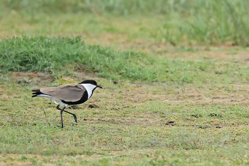 Spur-winged Plover (Vanellus spinosus)