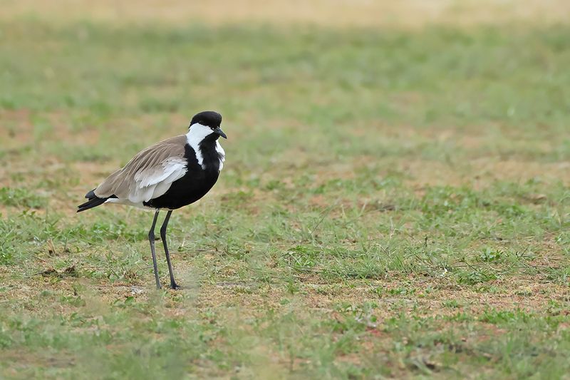 Spur-winged Plover (Vanellus spinosus)