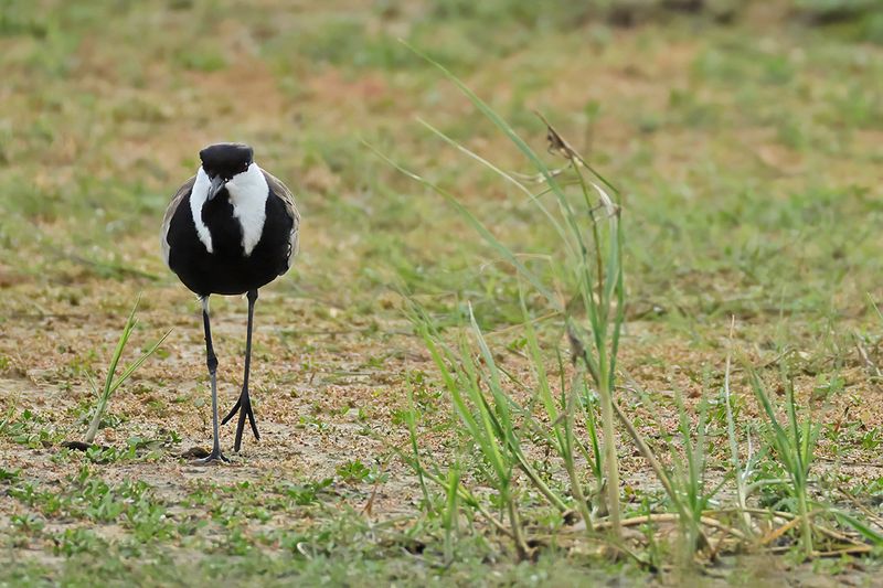 Spur-winged Plover (Vanellus spinosus)