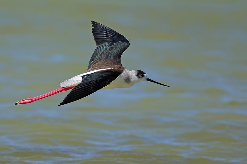 Black-winged Stilt (Himantopus himantopus)