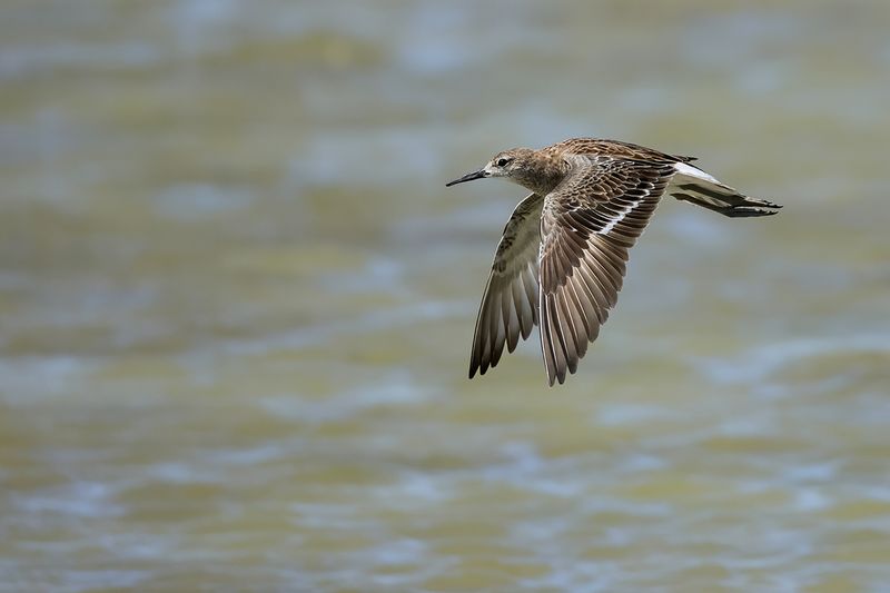 Ruff (Philomachus pugnax)