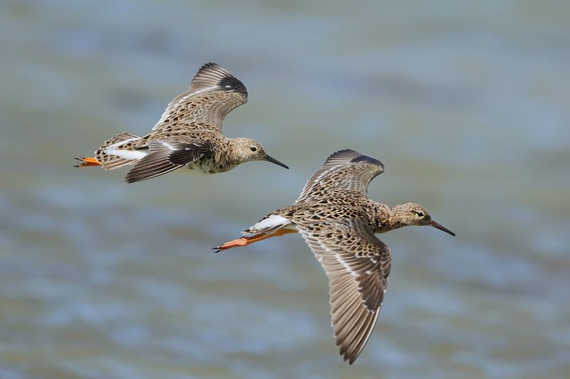 Ruff (Philomachus pugnax)