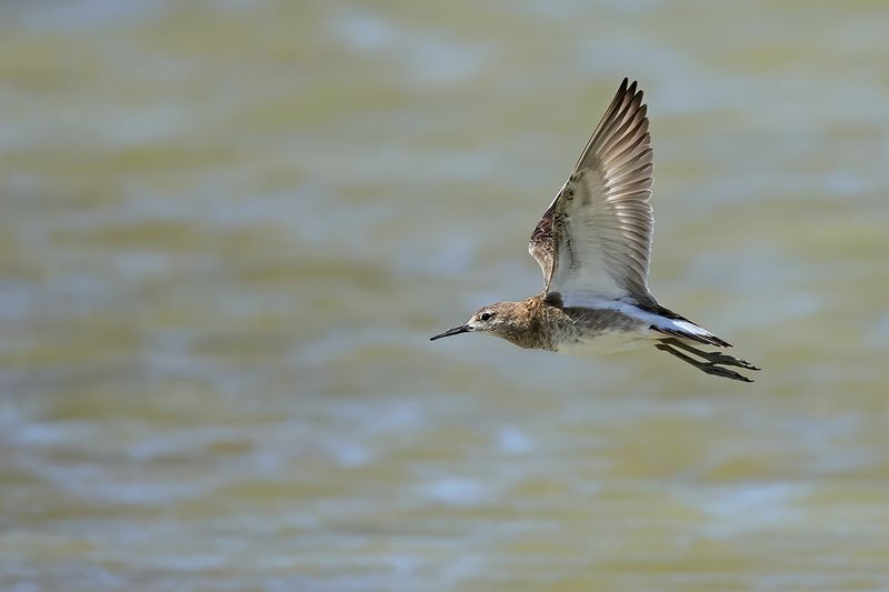 Ruff (Philomachus pugnax)