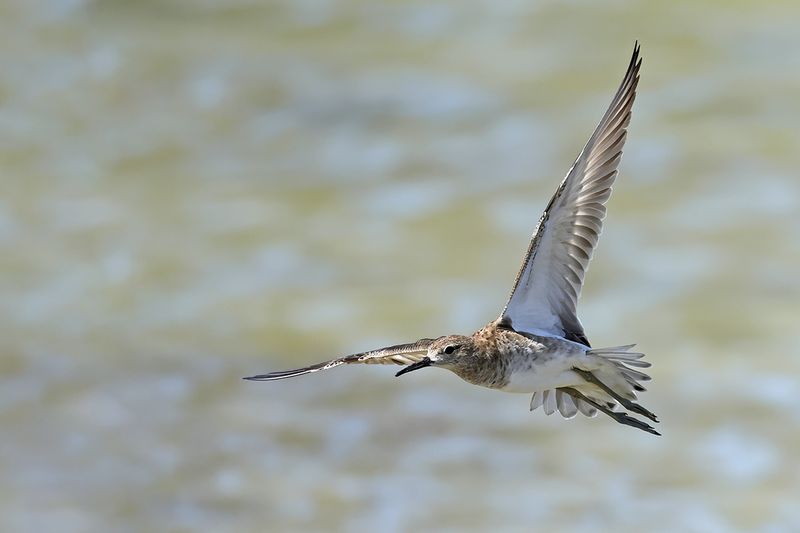 Ruff (Philomachus pugnax)
