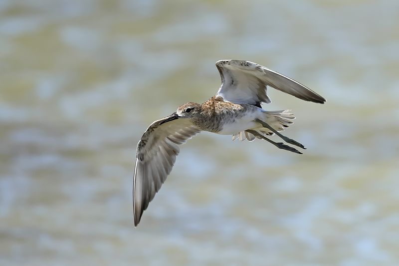 Ruff (Philomachus pugnax)