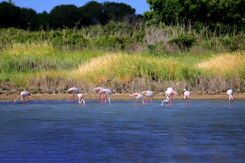 Flamingo (Phoenicopterus roseus)