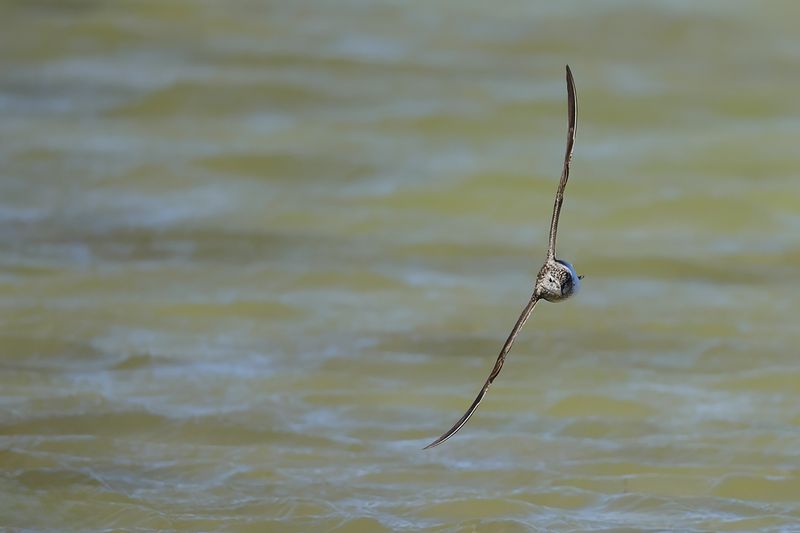 Wood Sandpiper (Tringa glareola)