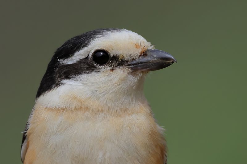 Masked shrike (Lanius nubicus)