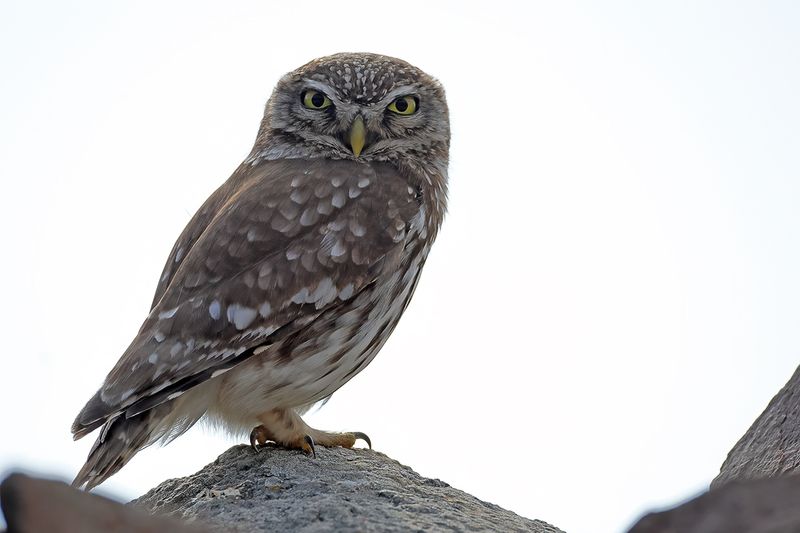 Little Owl (Athene noctua)