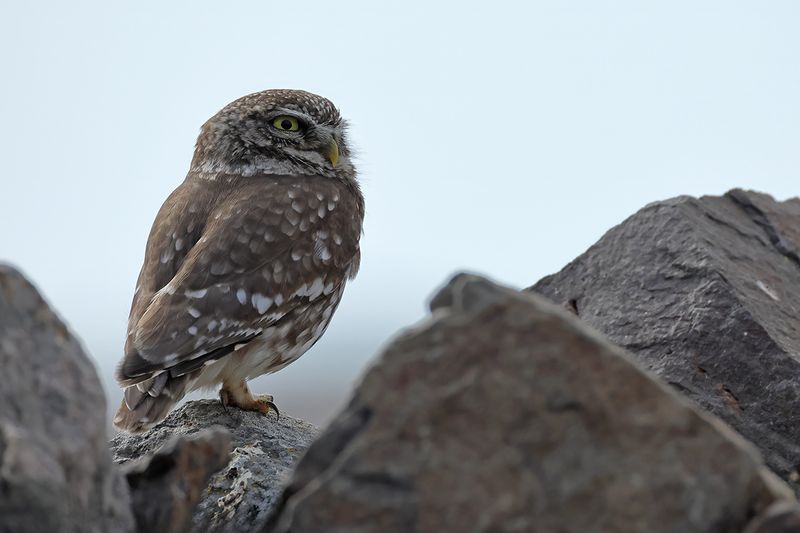 Little Owl (Athene noctua)