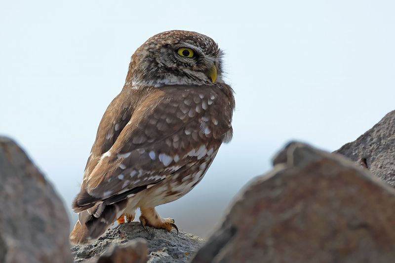 Little Owl (Athene noctua)
