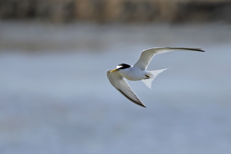 Little Tern (Sternula albifrons)