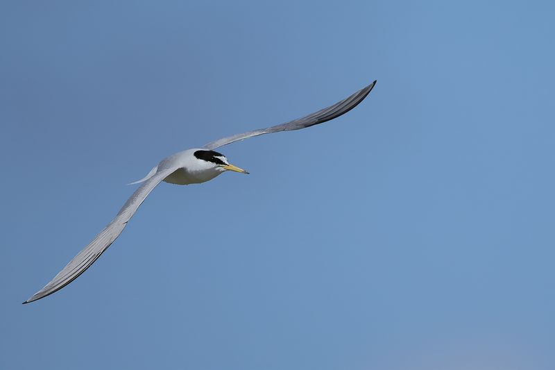 Little Tern (Sternula albifrons)