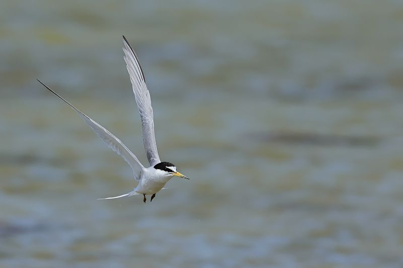 Little Tern (Sternula albifrons)