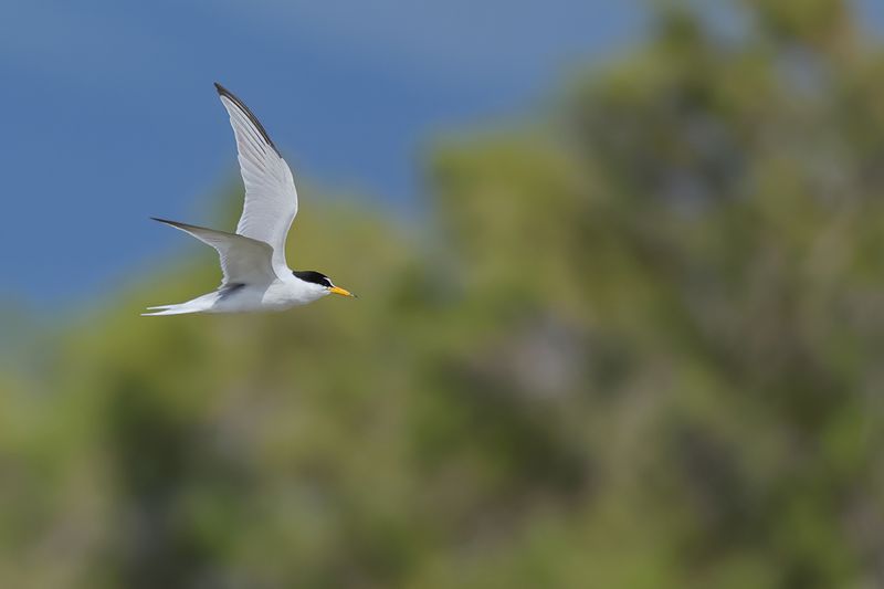 Little Tern (Sternula albifrons)