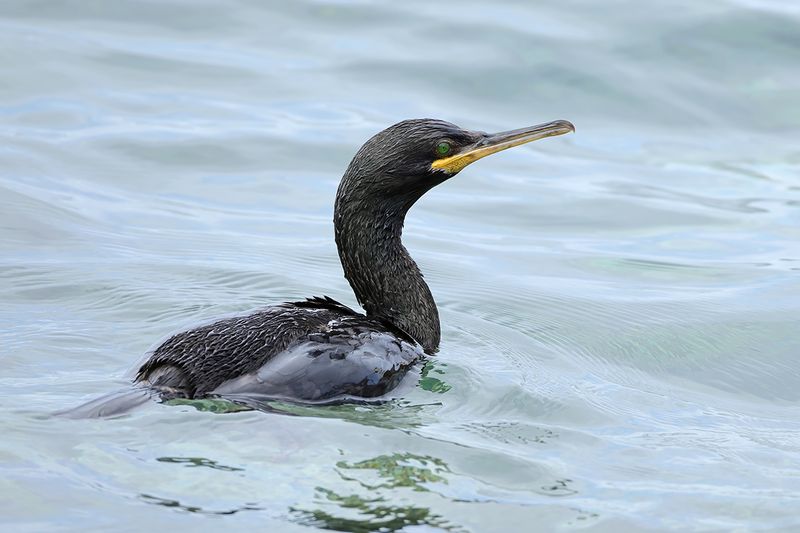Mediterranean Shag (Gulosus aristotelis SSP. desmarestii)