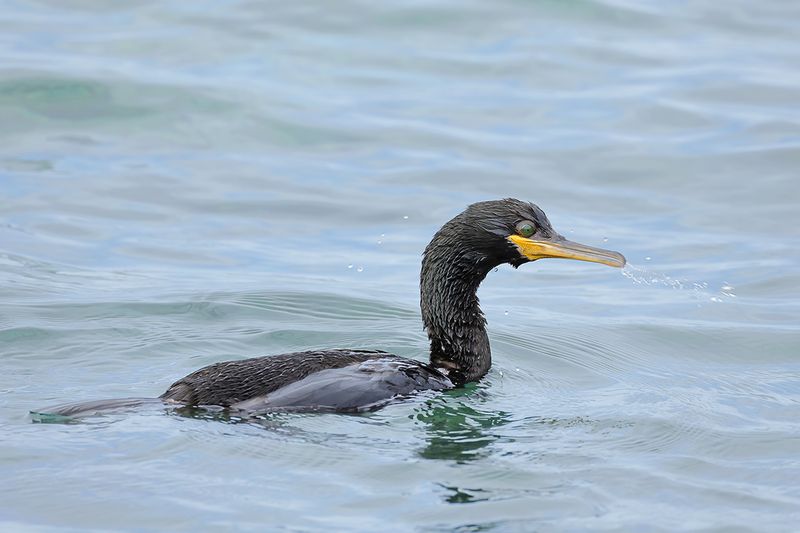 Mediterranean Shag (Gulosus aristotelis SSP. desmarestii)