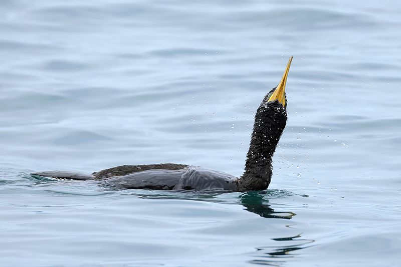 Mediterranean Shag (Gulosus aristotelis SSP. desmarestii)