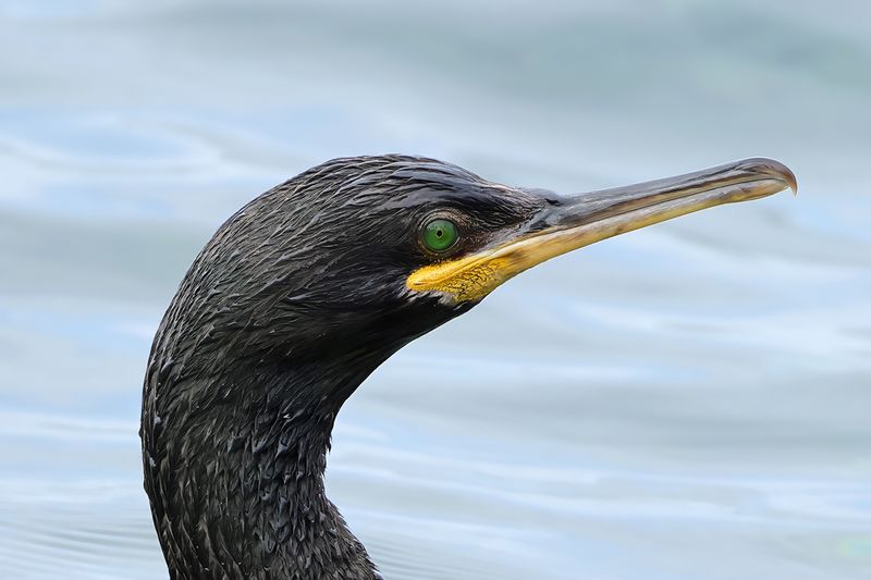 Mediterranean Shag (Gulosus aristotelis SSP. desmarestii)