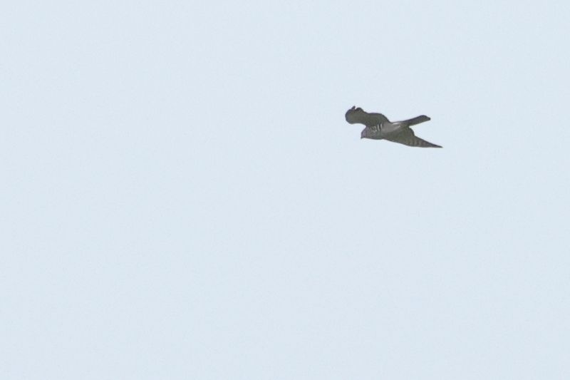 Levant sparrowhawk (Accipiter brevipes)