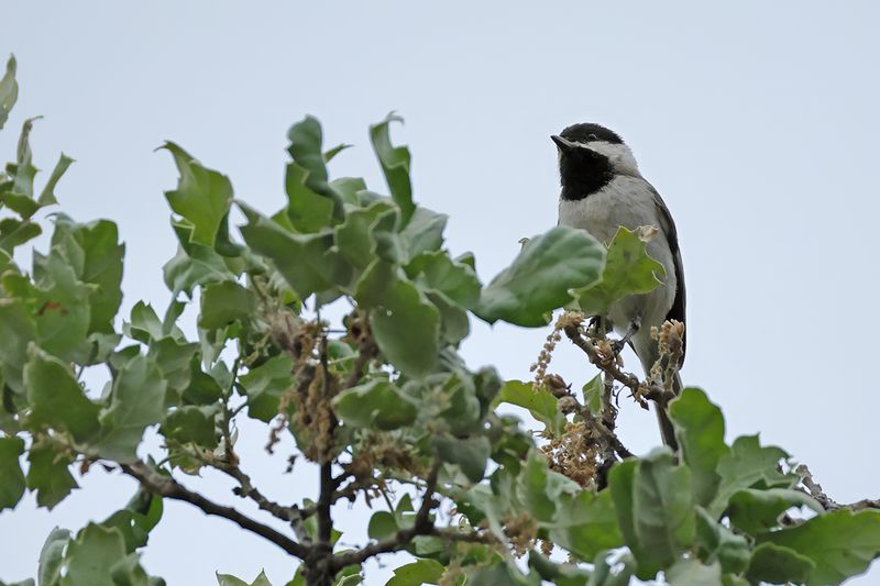 Sombre Tit (Poecile lugubris)