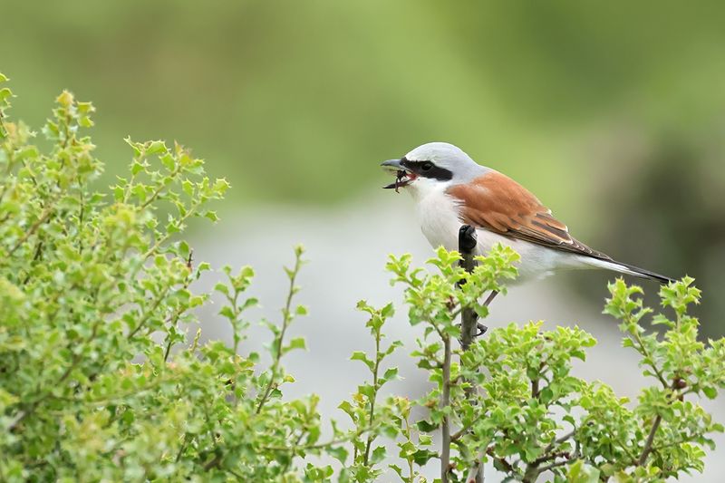 Red-backed Shrike (Lanius collurio)