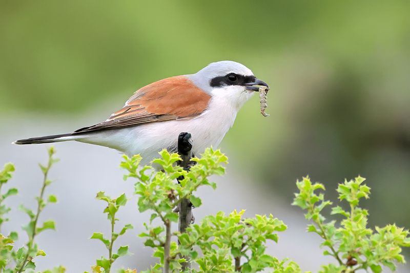 Red-backed Shrike (Lanius collurio)