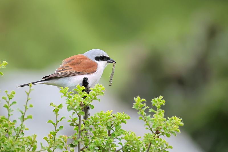 Red-backed Shrike (Lanius collurio)