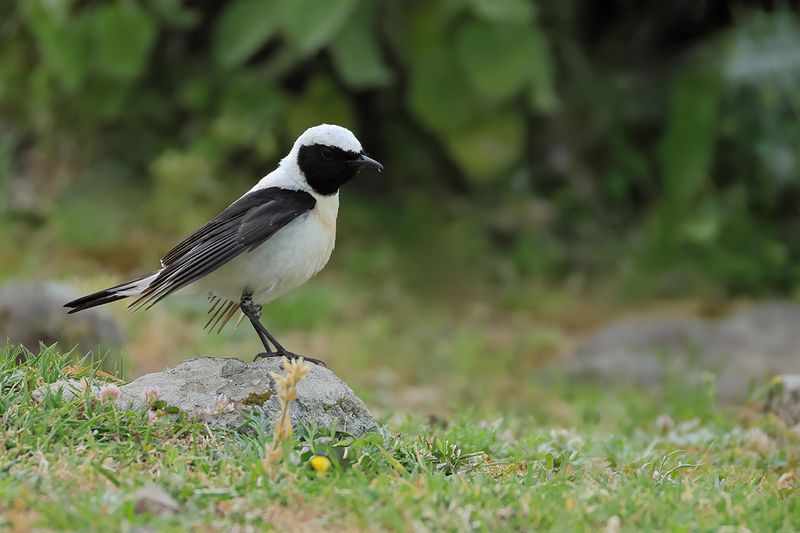 Eastern Black-eared Wheatear (Oenanthe melanoleuca)