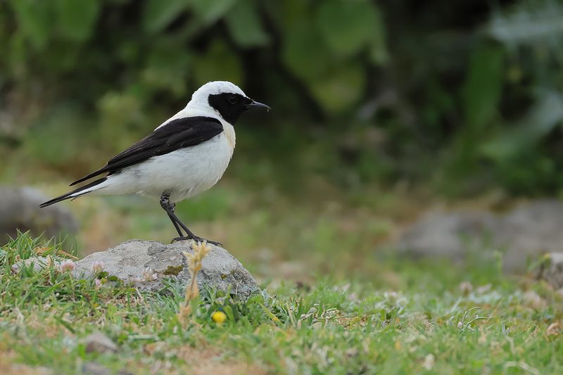 Eastern Black-eared Wheatear (Oenanthe melanoleuca)