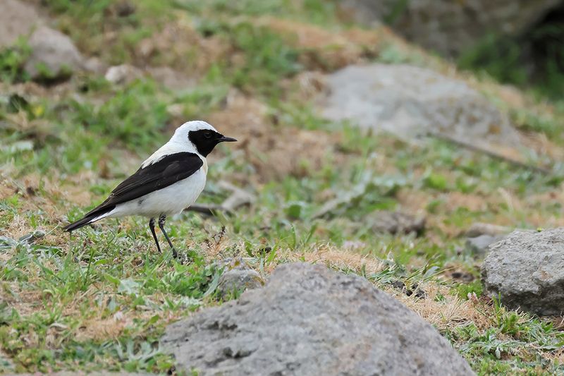 Eastern Black-eared Wheatear (Oenanthe melanoleuca)