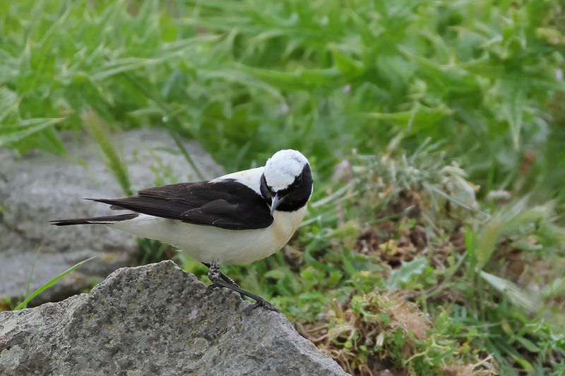 Eastern Black-eared Wheatear (Oenanthe melanoleuca)