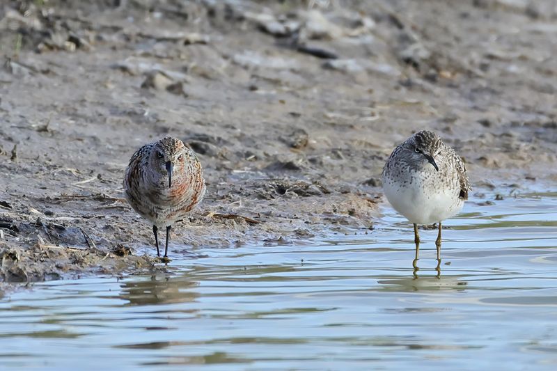 Curlew Sandpiper (Calidris ferruginea)	