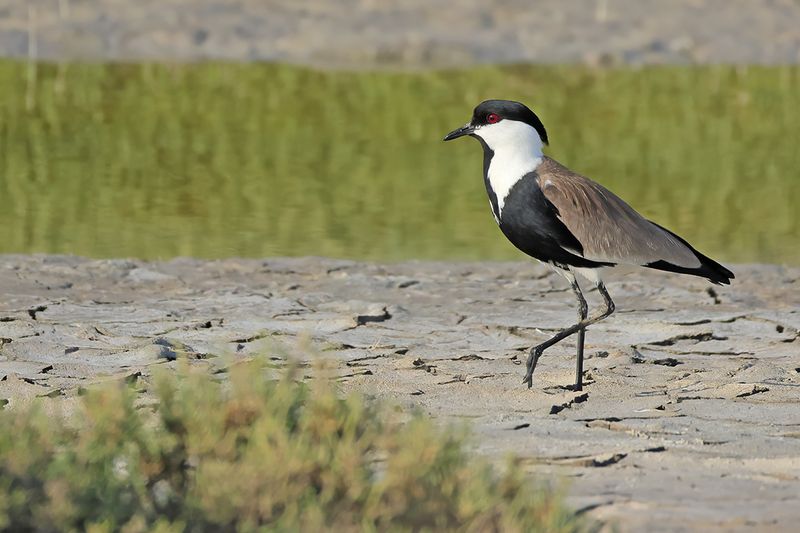 Spur-winged Plover (Vanellus spinosus)