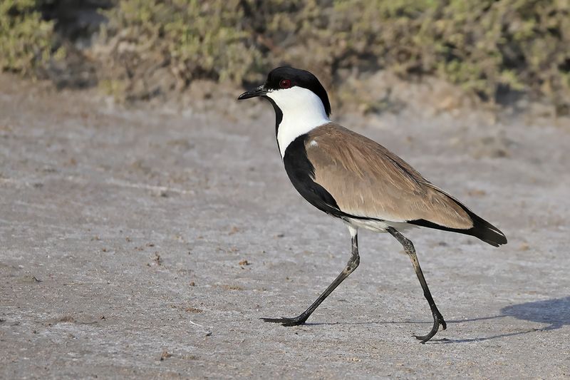 Spur-winged Plover (Vanellus spinosus)